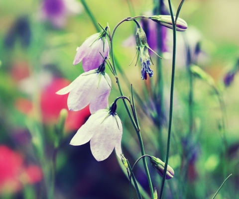 Purple Bells Flowers screenshot #1 480x400