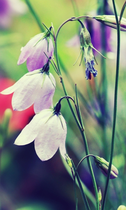 Purple Bells Flowers screenshot #1 480x800