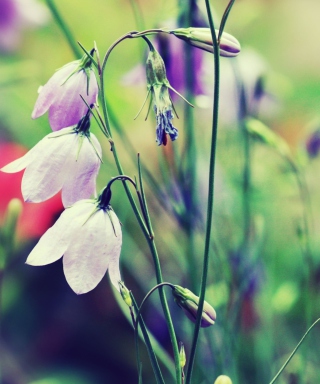 Purple Bells Flowers Wallpaper for Nokia C1-01