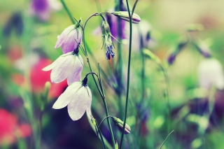 Purple Bells Flowers Background for Android, iPhone and iPad