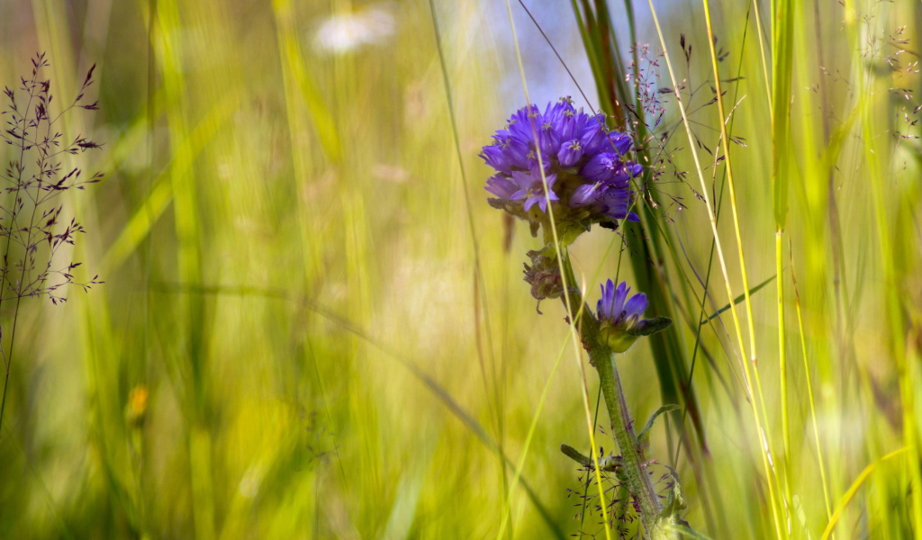 Sfondi Summer Flower 1024x600