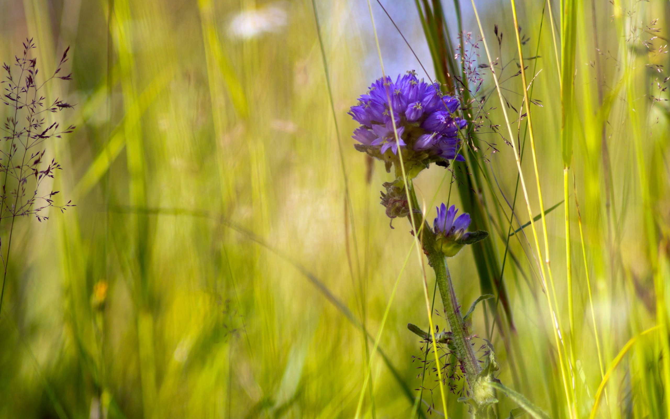 природа трава цветы nature grass flowers бесплатно