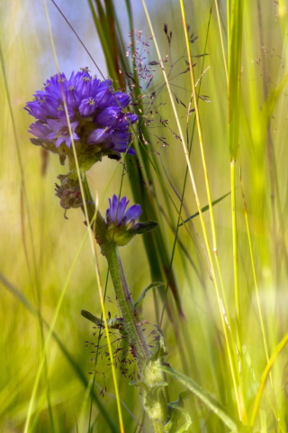 Summer Flower screenshot #1 320x480