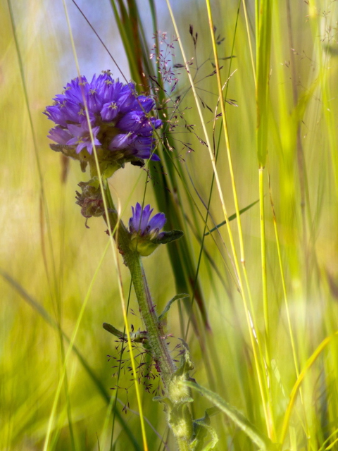 Sfondi Summer Flower 480x640