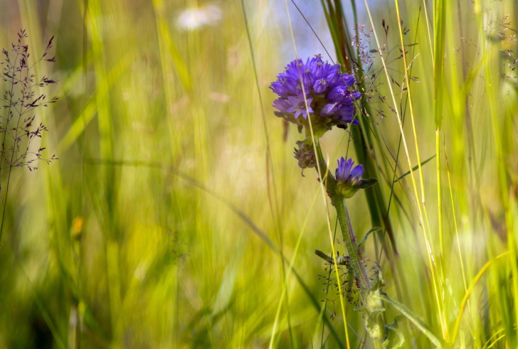 Обои Summer Flower