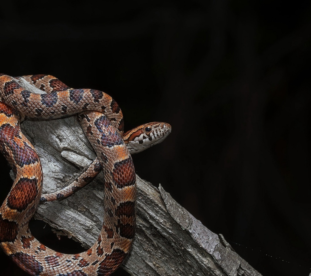 Обои Pantherophis Corn Snake 1080x960