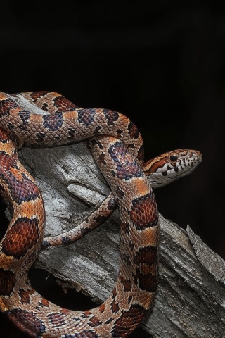 Обои Pantherophis Corn Snake 320x480