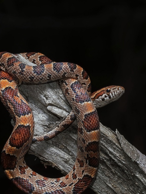Sfondi Pantherophis Corn Snake 480x640