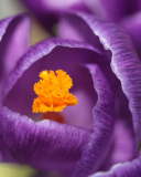 Das Purple Crocus Wallpaper 128x160