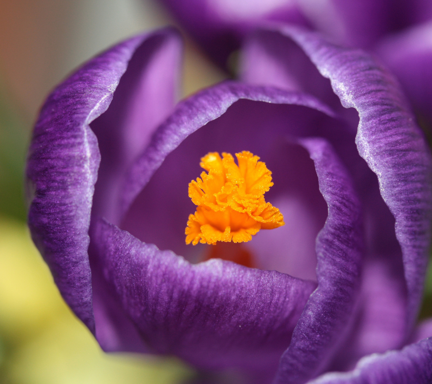 Purple Crocus wallpaper 1440x1280