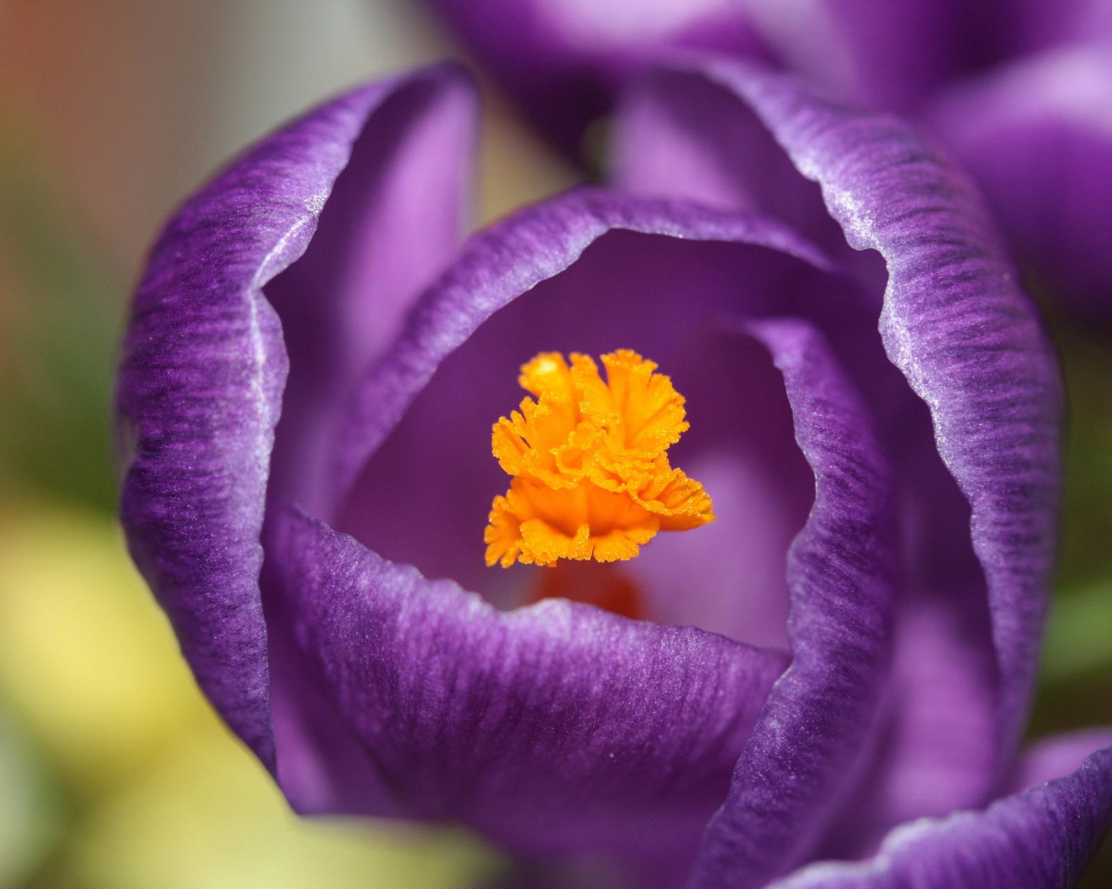 Purple Crocus wallpaper 1600x1280