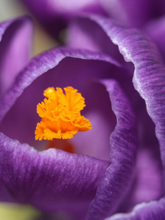 Purple Crocus screenshot #1 240x320