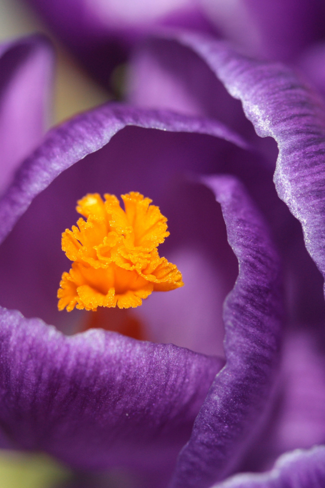 Purple Crocus wallpaper 640x960