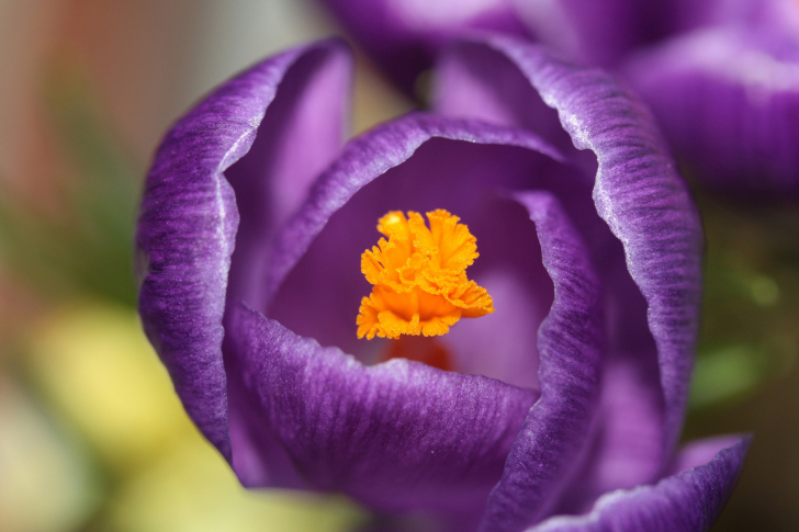 Purple Crocus wallpaper