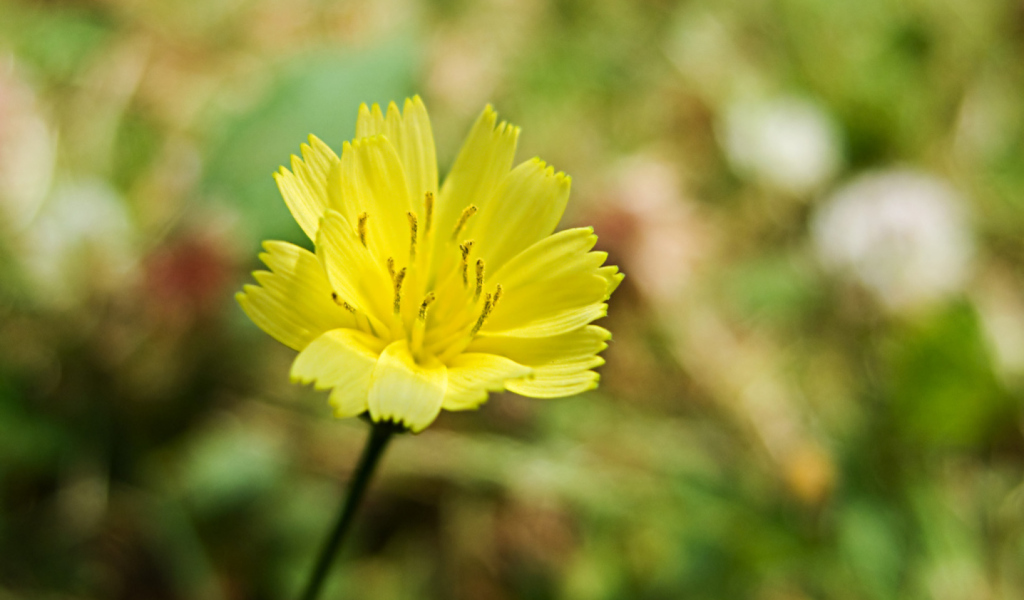 Yellow Flower wallpaper 1024x600