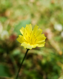 Yellow Flower screenshot #1 128x160