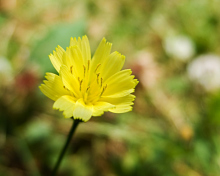Обои Yellow Flower 220x176