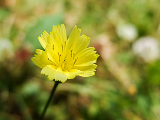 Sfondi Yellow Flower 320x240