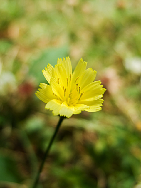 Sfondi Yellow Flower 480x640
