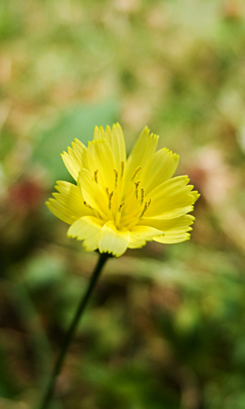 Sfondi Yellow Flower 480x800