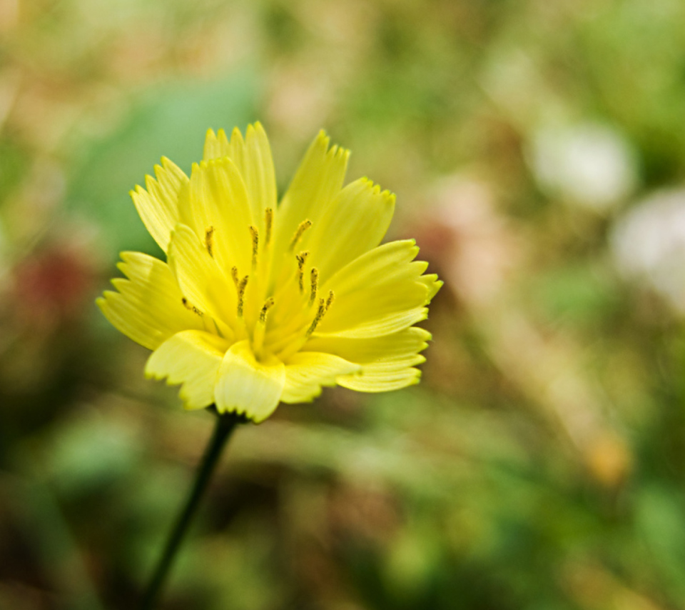 Sfondi Yellow Flower 960x854