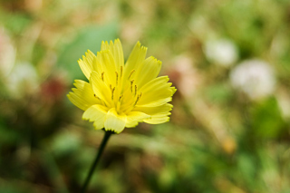 Yellow Flower sfondi gratuiti per Nokia Asha 205
