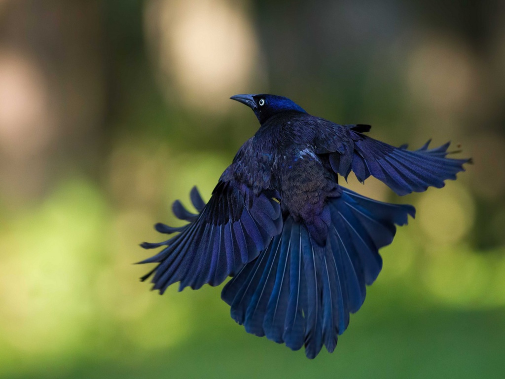 Black Bird wallpaper 1024x768