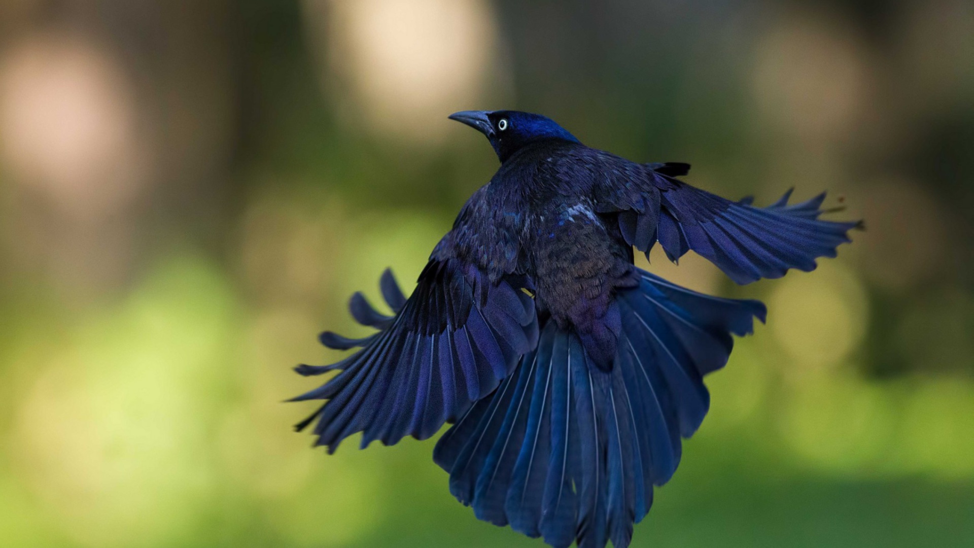 Black Bird wallpaper 1920x1080