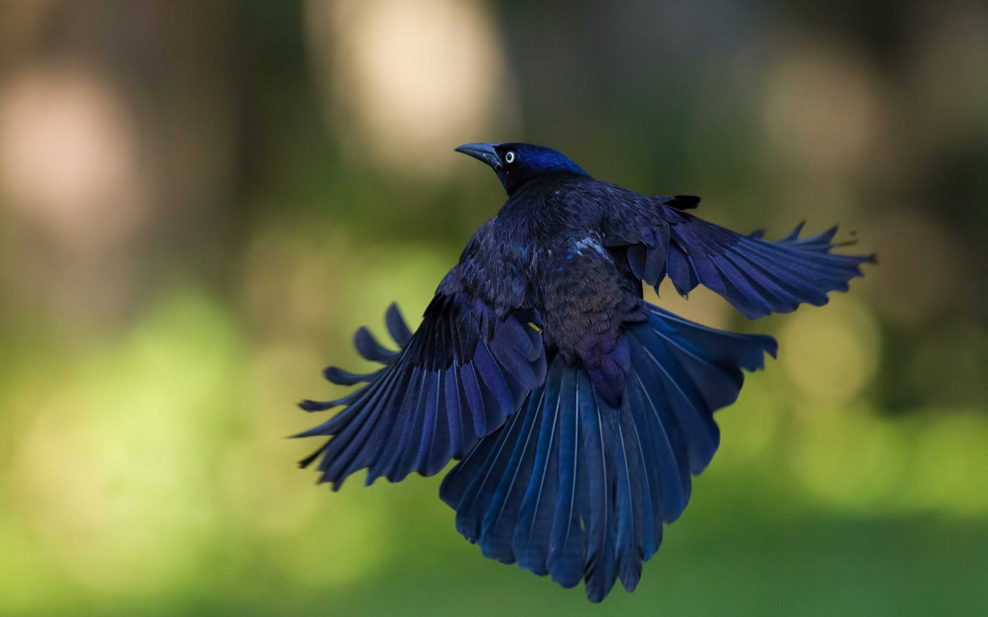 Black Bird Wallpaper for Widescreen Desktop PC 1920x1080 Full HD