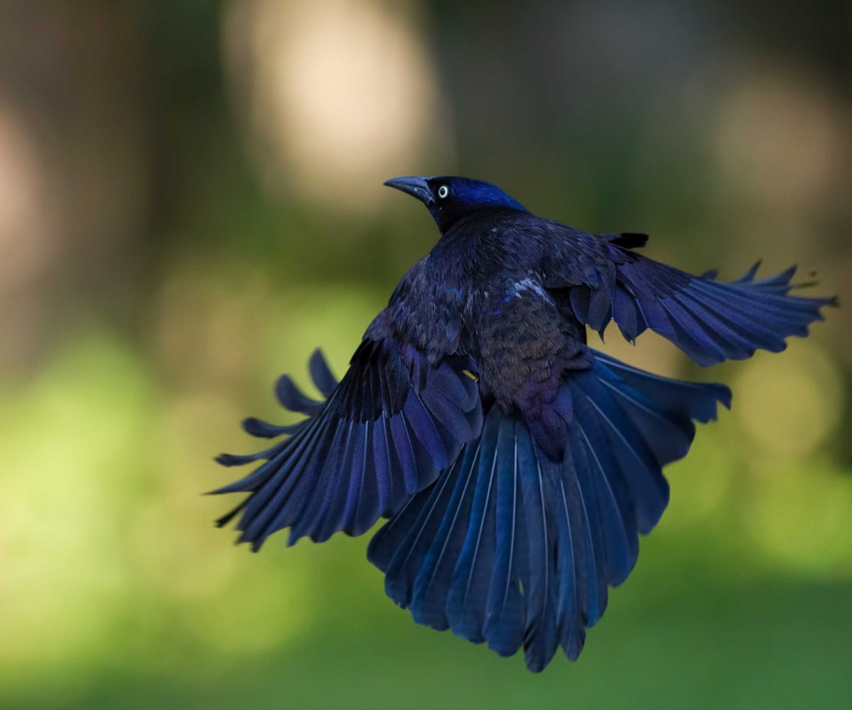 Black Bird wallpaper 960x800