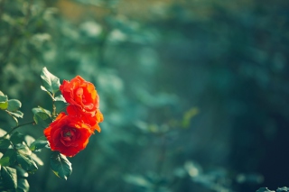Wild Roses - Obrázkek zdarma pro Huawei IDEOS X5