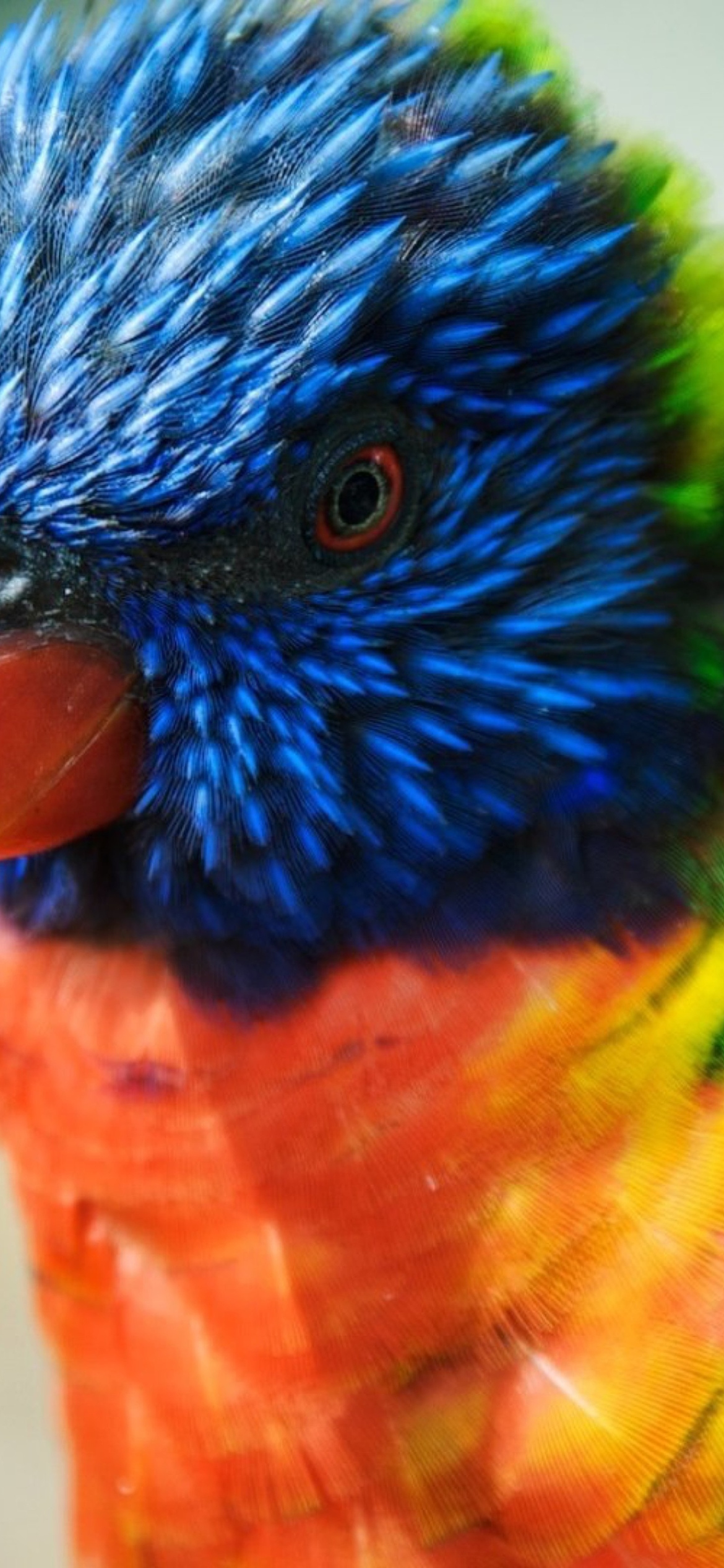 Das Colorful Parrot Wallpaper 1170x2532