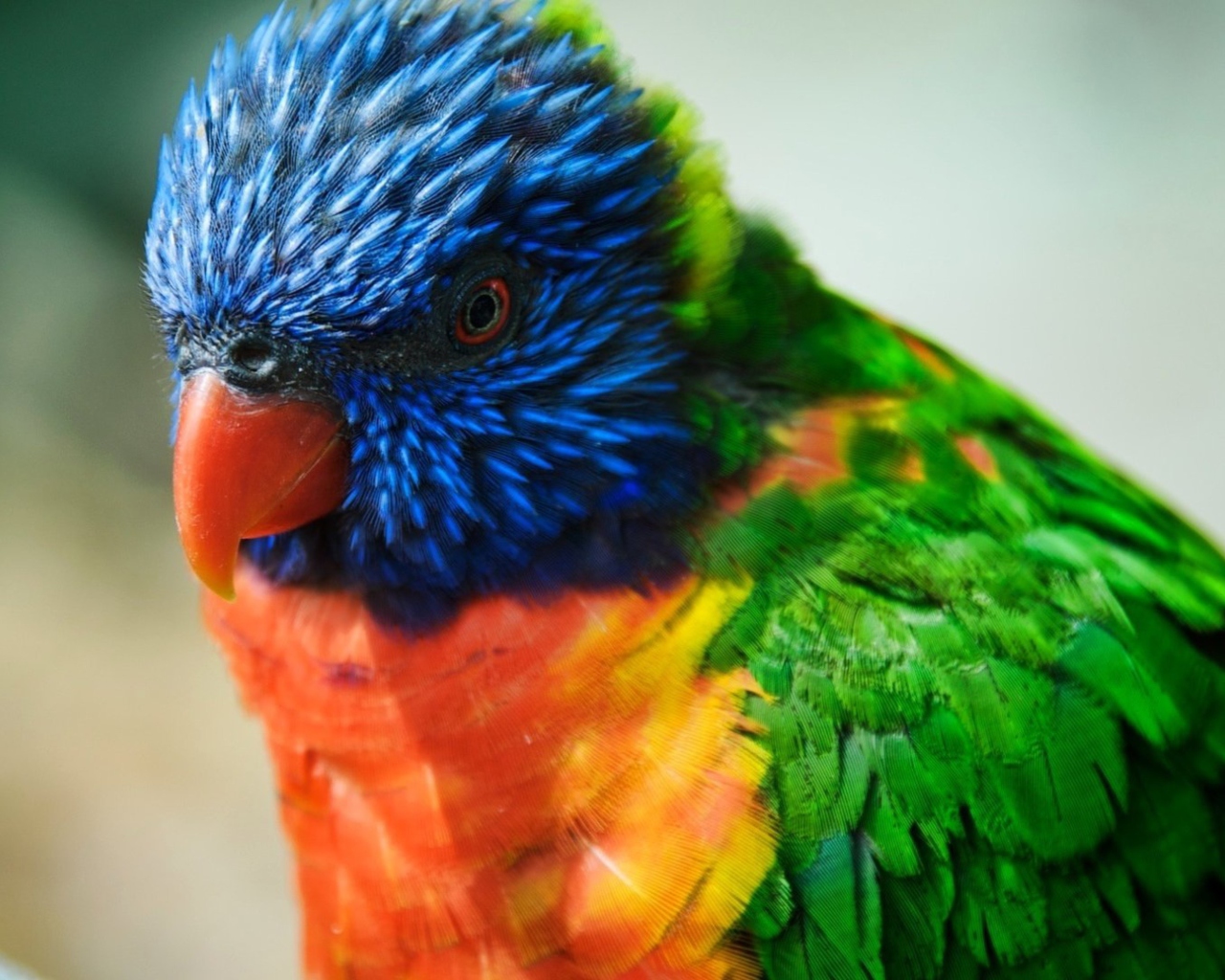 Screenshot №1 pro téma Colorful Parrot 1280x1024