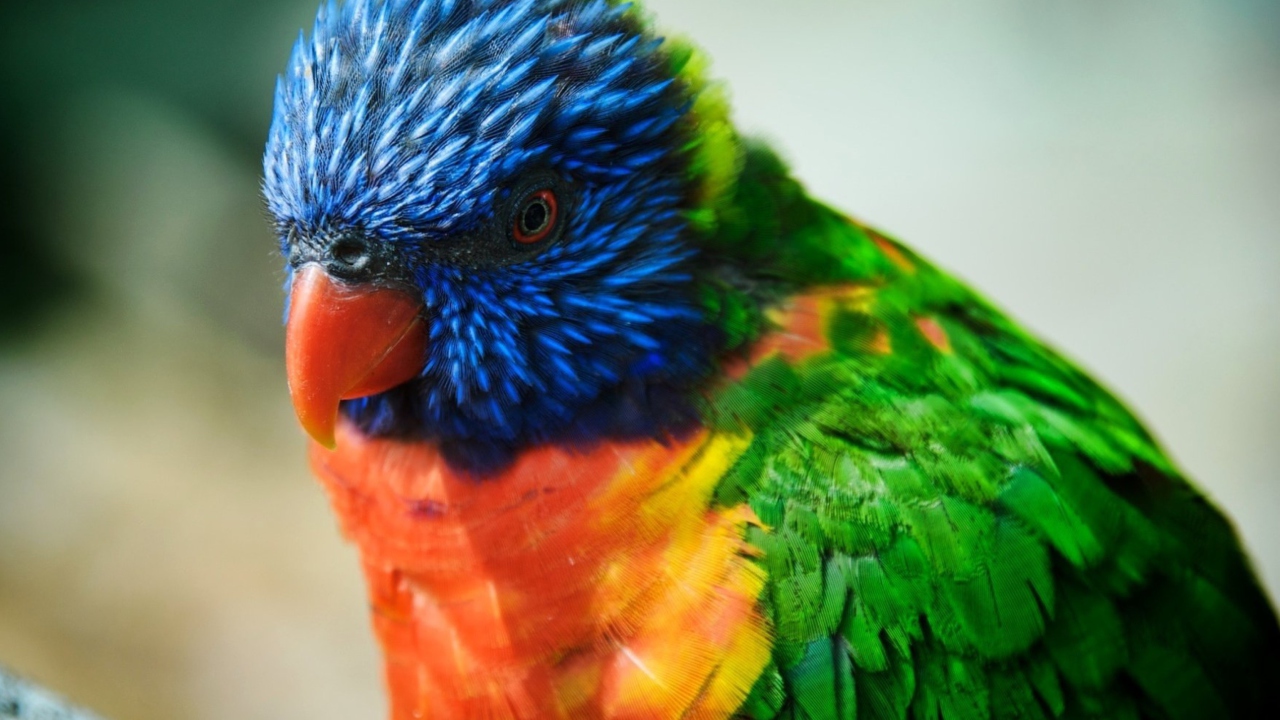 Fondo de pantalla Colorful Parrot 1280x720