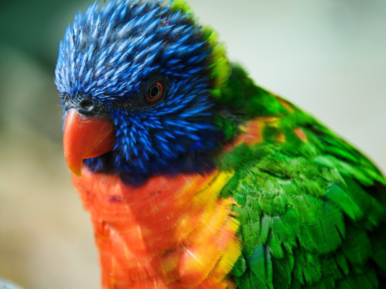 Fondo de pantalla Colorful Parrot 1280x960