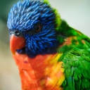 Fondo de pantalla Colorful Parrot 128x128