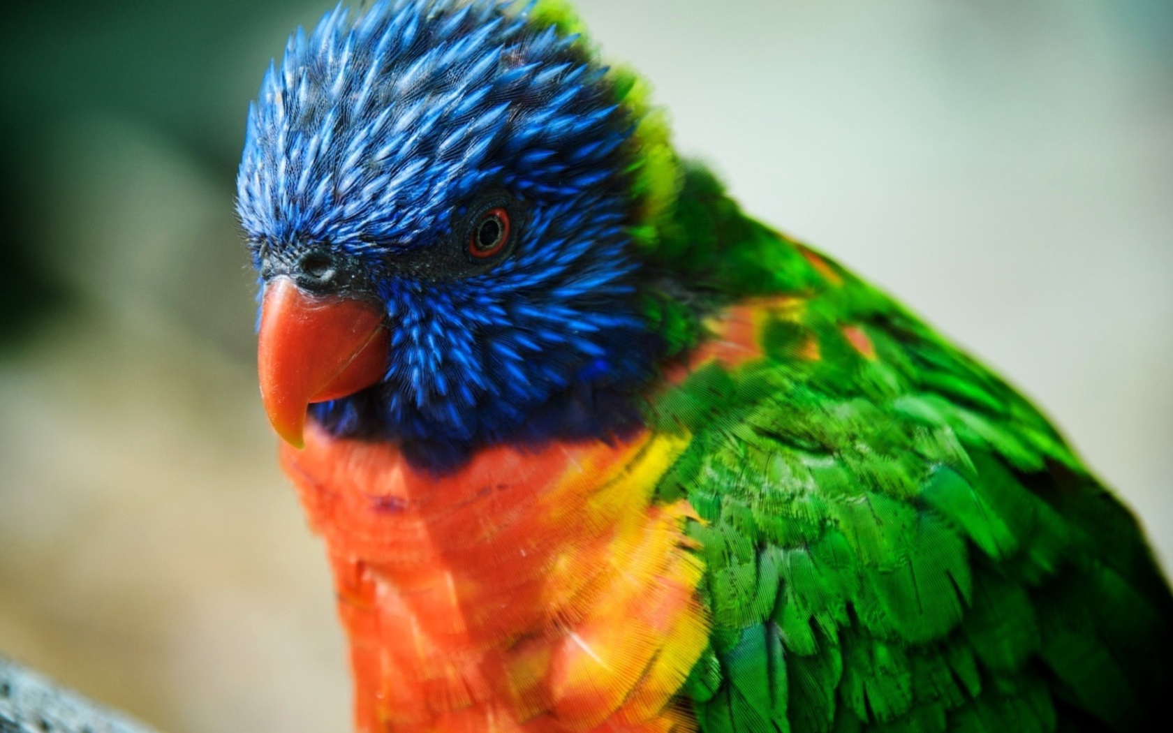 Sfondi Colorful Parrot 1680x1050
