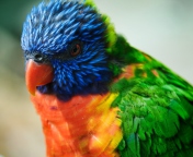 Fondo de pantalla Colorful Parrot 176x144