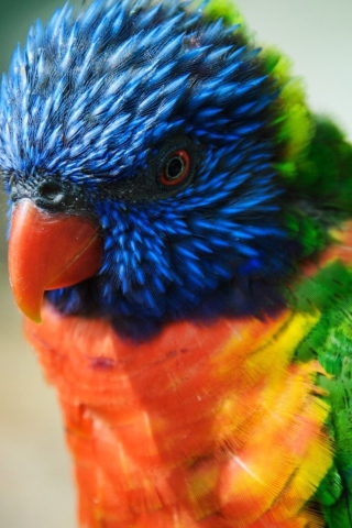 Fondo de pantalla Colorful Parrot 320x480