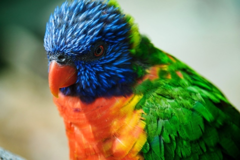Fondo de pantalla Colorful Parrot 480x320