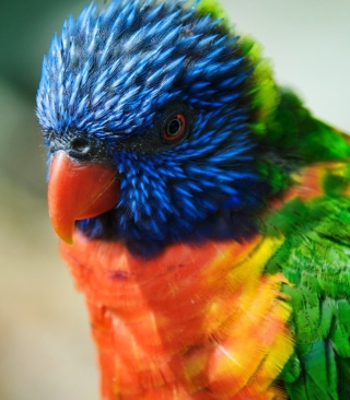 Colorful Parrot - Obrázkek zdarma pro 132x176