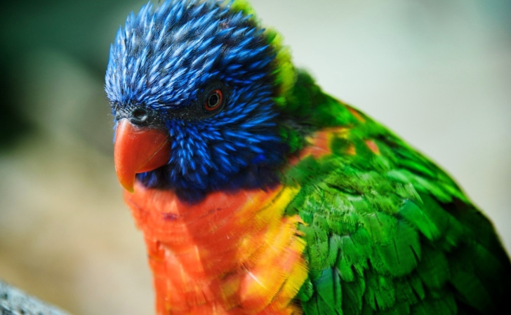 Fondo de pantalla Colorful Parrot
