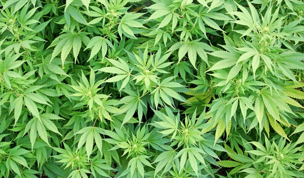 Screenshot №1 pro téma Cannabis Plant 1024x600