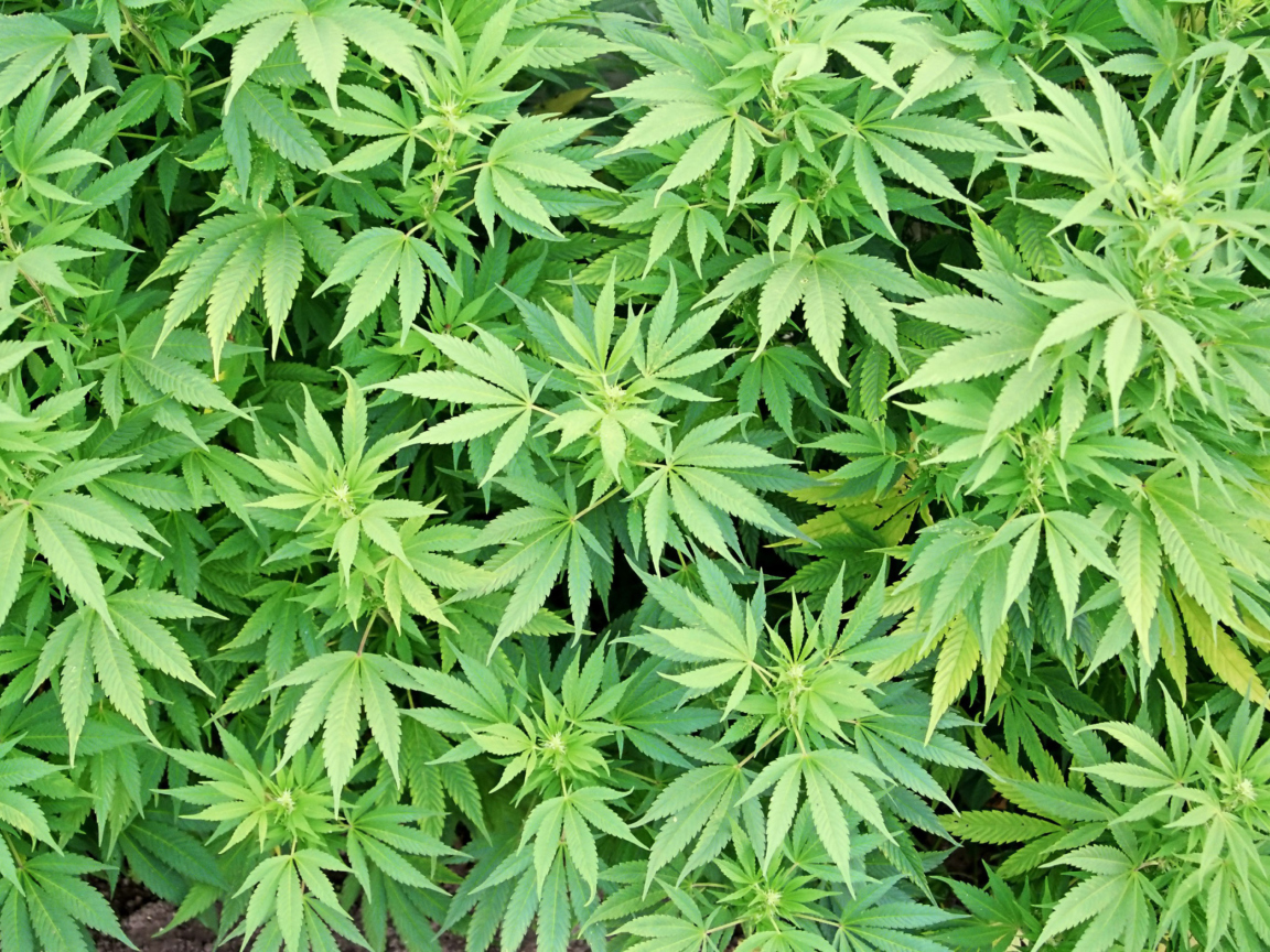 Das Cannabis Plant Wallpaper 1152x864
