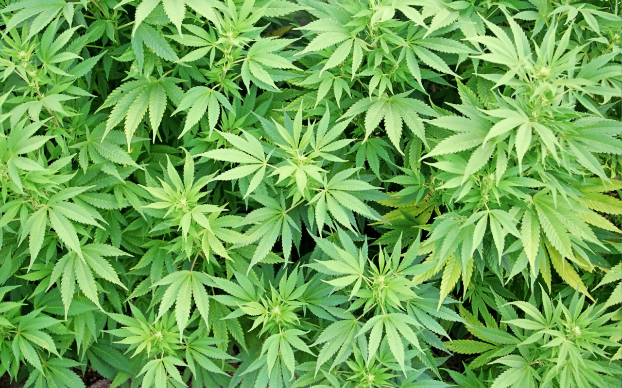 Screenshot №1 pro téma Cannabis Plant 1280x800