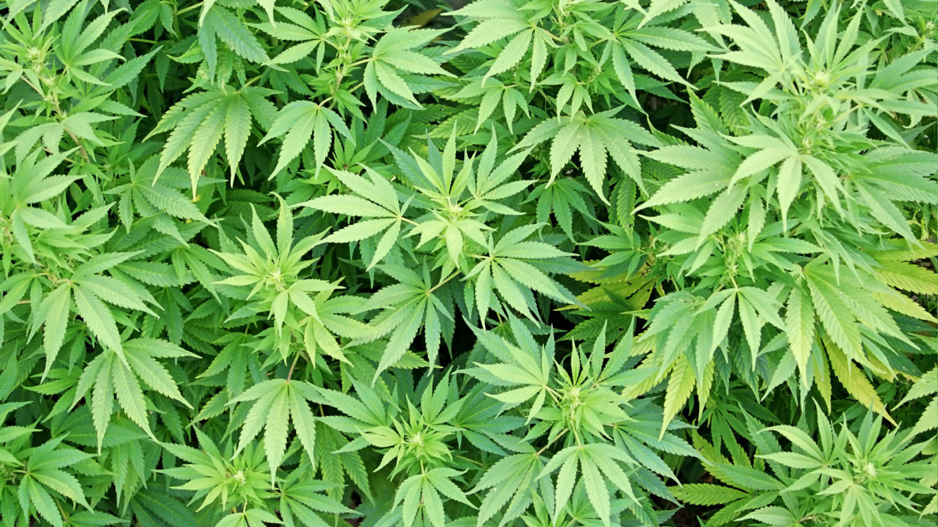 Обои Cannabis Plant 1366x768