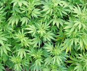 Das Cannabis Plant Wallpaper 176x144