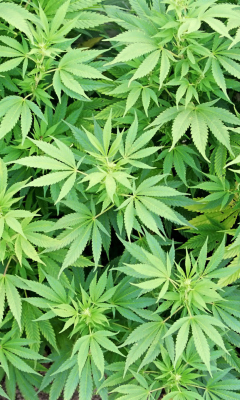 Das Cannabis Plant Wallpaper 240x400