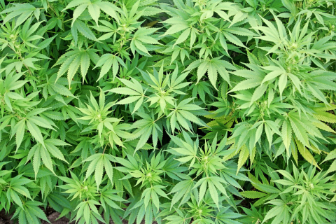 Обои Cannabis Plant 480x320