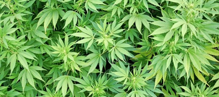 Обои Cannabis Plant 720x320